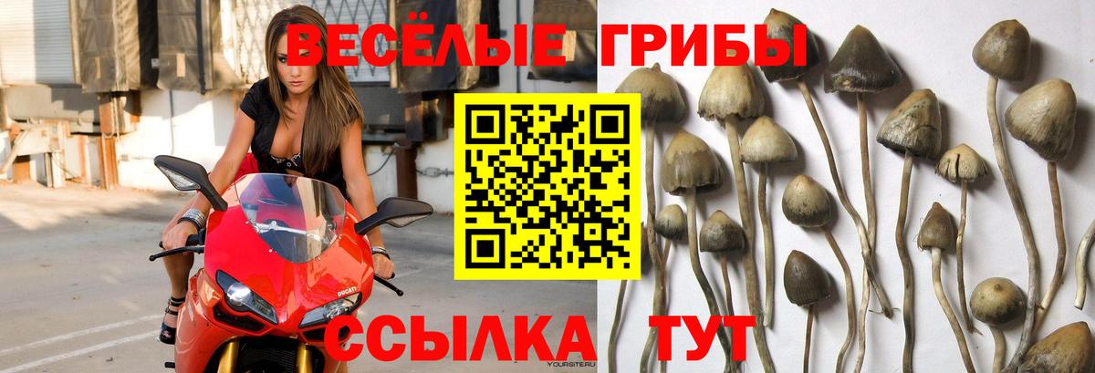 Лабинск  Галлюциногенные грибы Cubensis  Вход с VPN 